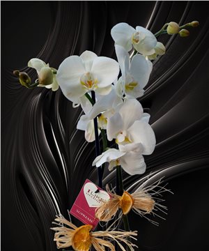 Çift Dallı Beyaz Orkide Tasarım