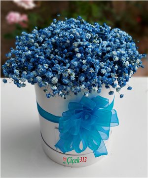 Kutuda Mavi Gipsofilya(Şans Çiçeği)