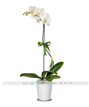 Seramik Saksıda Beyaz Orkide