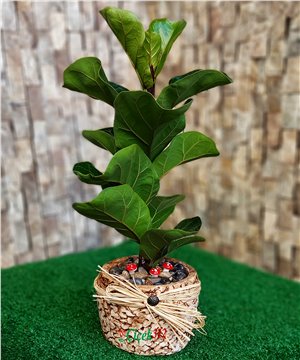 Ficus Pandurata Plant