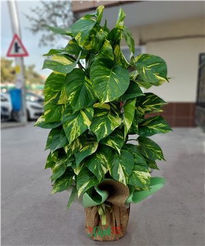 Pothos 