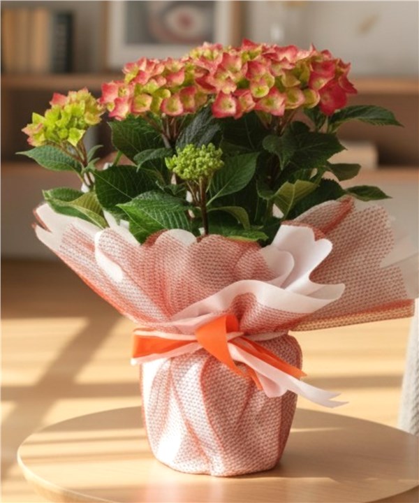 Hydrangea(Ortanca)Çiçeği