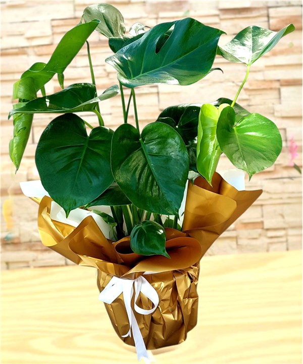 Monstera (Deve Tabanı)