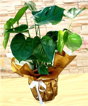 Monstera (Deve Tabanı)
