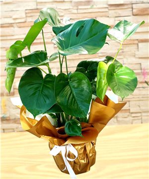 Monstera (Deve Tabanı)